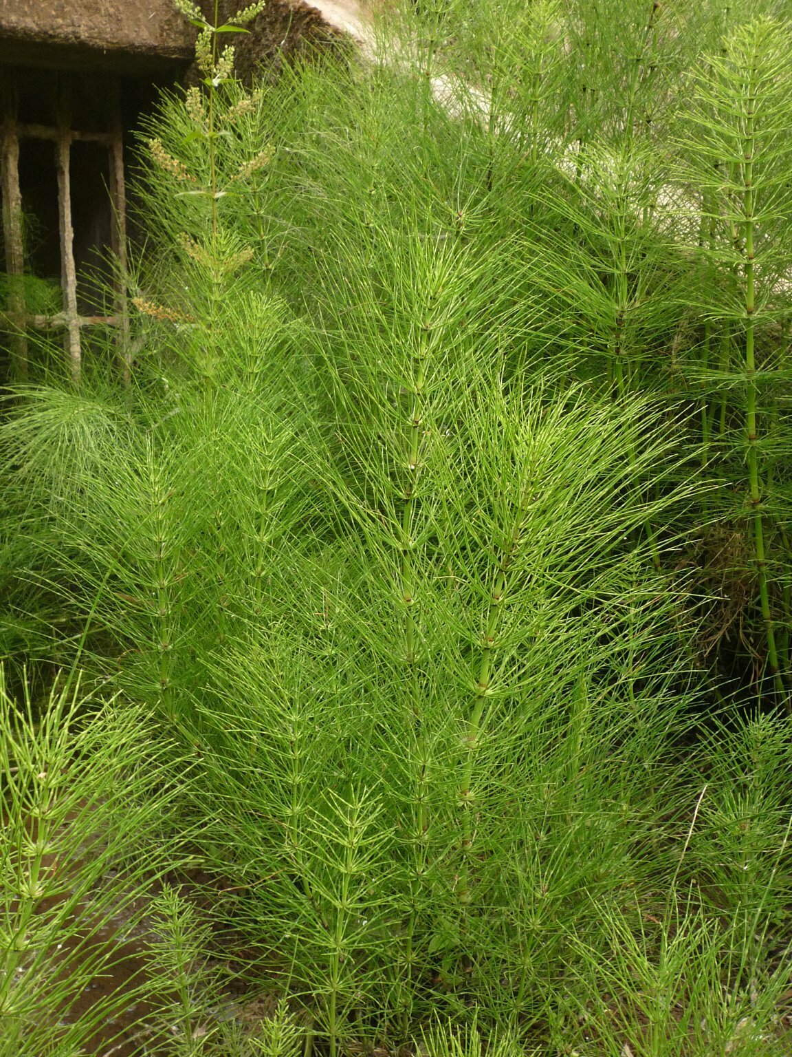 High Resolution Equisetum telmateia Plant